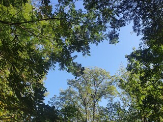 trees and sky