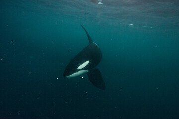 Orca underwater in Norway © Stanislav