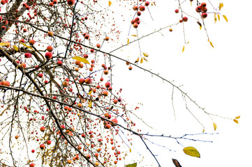 Apple tree branches with apples on a white background.