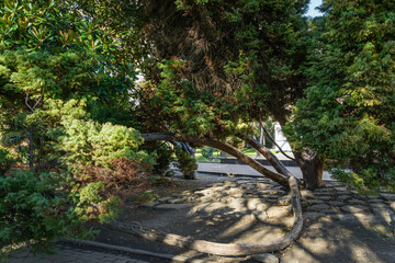 Multi-trunk old Cryptomeria japonica Elegans tree, Japanese Sugi pine (Japanese cedar) or Cupressus japonica on Primorsky Boulevard in Sochi.