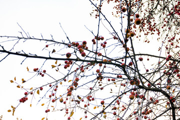 Apple tree branches with apples on a white background.