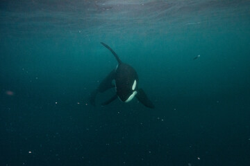 Orca underwater in Norway - obrazy, fototapety, plakaty