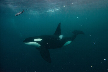 Orca underwater in Norway