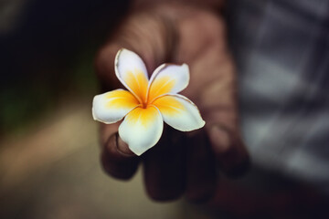 Close-up of a Plumeria frangipani flower in the hands of a local man in Sri Lanka.