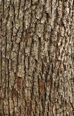 Fototapeta premium 木の幹の背景素材テクスチャ