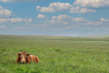 うしさんと私　cow and I