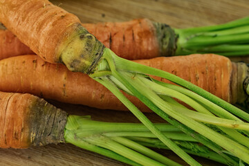 group of orange carrots with green tops closeup on a wooden table