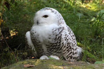 Schneeeule
