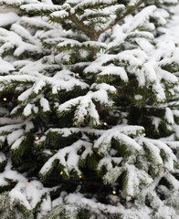 real spruce branches with snow, decorated with garlands. Real snowy cold winter