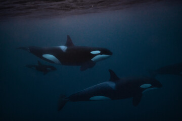 Orca underwater in Norway