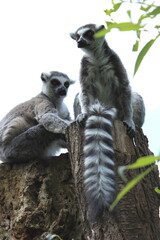 Lemury z ukrycia