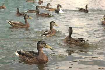 Pływające kaczki w jeziorze