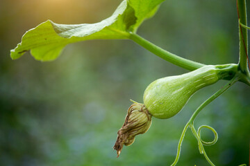 Butternut squash or Cucurbita moschata is growing on the tree