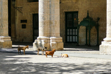 Cuba, stray dogs on the streets of Havana