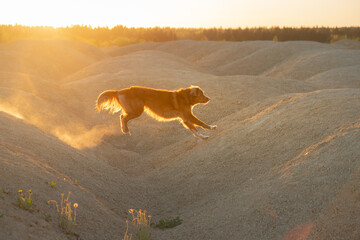 dog in sandy quarry at sunset. red Nova Scotia Duck Tolling Retriever on hills of sand. 