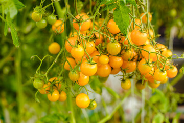 Tomatoes in the greenhouse. Harvest tomatoes in the farm garden. Fresh vegetables from the garden.