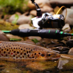 Trout fish with fishing tackle