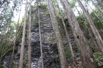 明神山の山道の景色