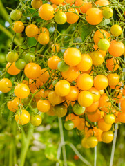 Tomatoes in the greenhouse. Harvest tomatoes in the farm garden. Fresh vegetables from the garden.