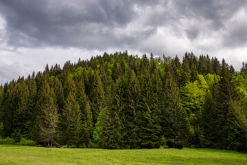Mountain scenery and pine trees against overcast sky
