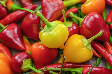 bright juicy yellow hot pepper on a red chili background culinary background design