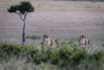 Image of cheetah in Masai Mara, Kenya