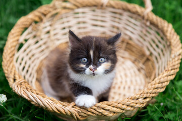 Fototapeta na wymiar A small kitten in a wicker basket. Black Kitten with white paws and breast. The concept of pet care