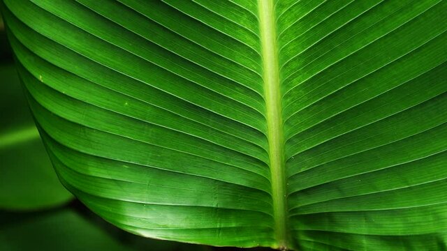 tropical leaf, close up of big green foliage