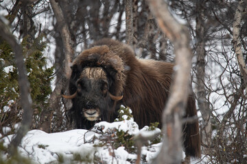 Musk ox in winter mountains