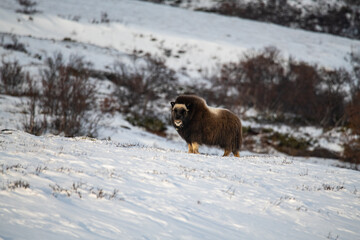 Naklejka premium Musk ox in winter mountains