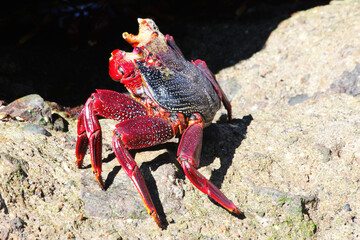 rote_Klippenkrabbe