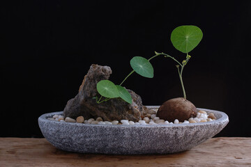 Stephania erecta Craib on pot, underground head plant, growing out from the head, black background