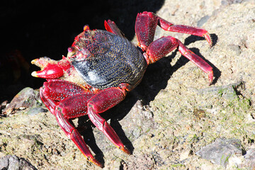 rote_Klippenkrabbe