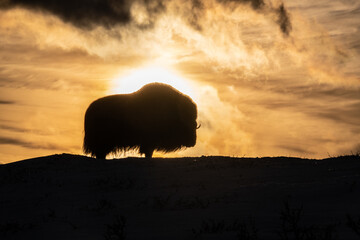 Musk ox in winter mountains