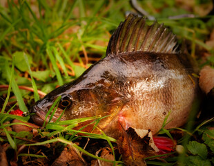 Perch fish with fishing tackle on the grass