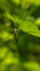 Mosquito on a leaf