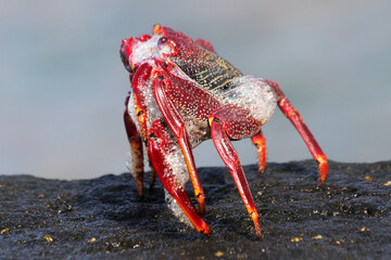 rote_Klippenkrabbe