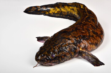 Fresh fish burbot close up, isolated on white background