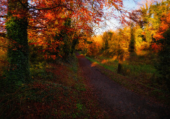 Naklejka premium Boyne valley trails in autumn