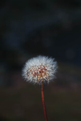 Dandelion head flower in the nature
