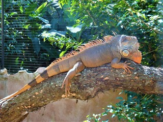 iguana on a tree