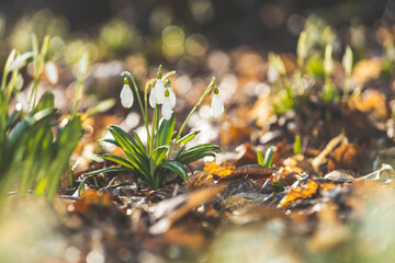 Spring sunny day in the forest, Easter picture