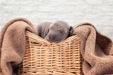 Weimaraner Welpen  in Bastkörbchen 7 Tage alt