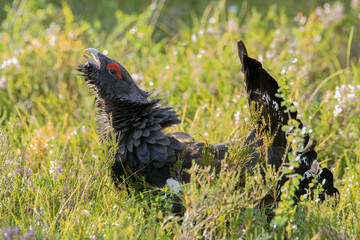 Capercaillie