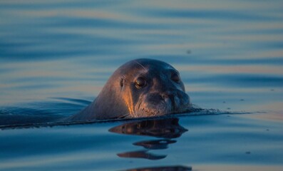 Seal in the Arctic