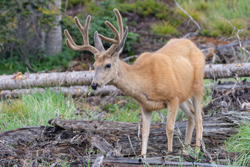 Colorado Wildlife. Wild Deer Rocky Mountains of Colorado. Mule Deer Buck in velvet.