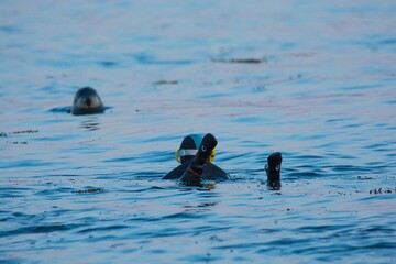 Seal and diver