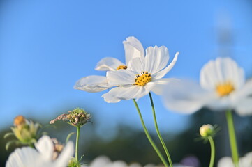 Close-up of white cosmos flowers against the bright sunny sky.