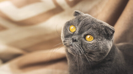 Cozy photo of a cat, background of warm plaids, Scottish fold breed, banner and copy space