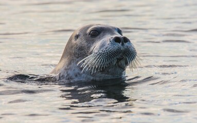 Seal in the water